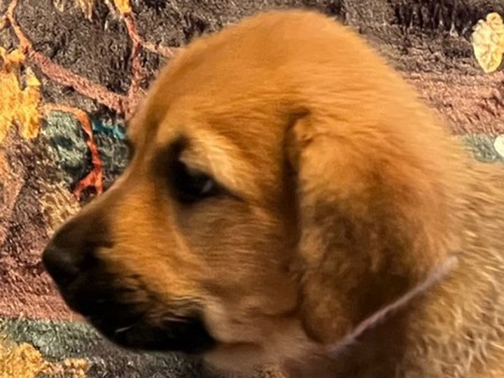 chinook puppy